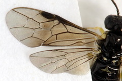 Aneugmenus coronatus