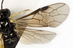 Aneugmenus coronatus