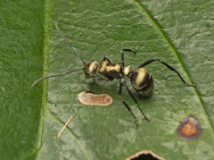 Polyrhachis cupreata