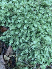 Leucobryum javense