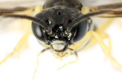 Aneugmenus coronatus