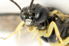 Aneugmenus coronatus