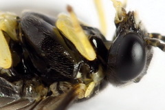 Aneugmenus coronatus