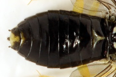 Aneugmenus coronatus