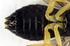 Aneugmenus coronatus