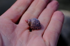 Phasianella ventricosa