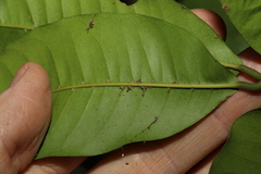 Pleiogynium timoriense