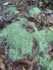 Leucobryum javense