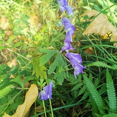 Aconitum carmichaelii
