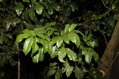 Pleiogynium timoriense