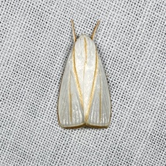 Cryptophasa flavolineata