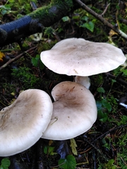 Clitocybe nebularis