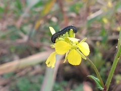 Athalia rosae