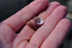 Phasianella ventricosa