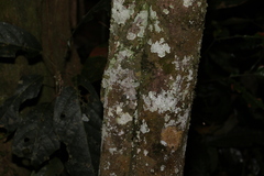 Pleiogynium timoriense