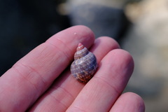 Phasianella ventricosa