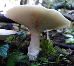 Clitocybe nebularis