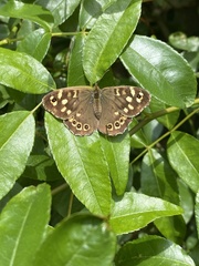 Pararge aegeria tircis