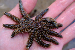 Coscinasterias muricata