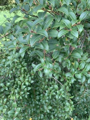 Magnoliopsida