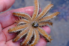 Coscinasterias muricata