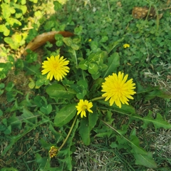 Taraxacum mongolicum