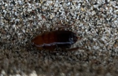 Blaberoidea