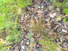 Festuca rubra