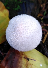 Lycoperdon perlatum