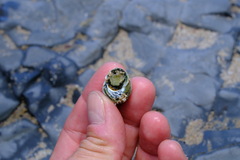 Austrocochlea constricta