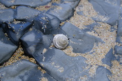 Austrocochlea constricta