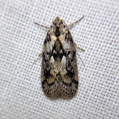 Philobota baryptera
