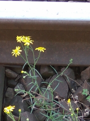 Senecio inaequidens