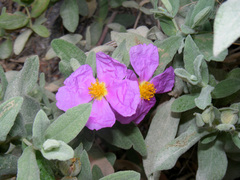 Cistus albidus