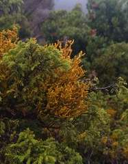 Arceuthobium azoricum