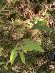 Frangula caroliniana