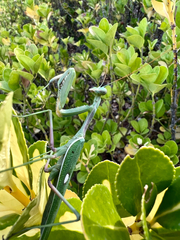 Sphodromantis viridis