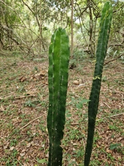 Cereus stenogonus