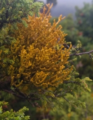 Arceuthobium azoricum