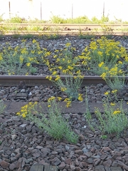 Senecio inaequidens