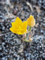 Ornithogalum maculatum