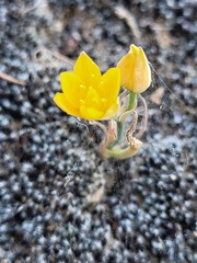 Ornithogalum maculatum