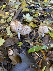 Chlorophyllum rhacodes
