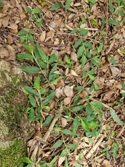 Oplismenus hirtellus