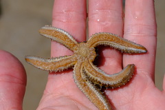 Coscinasterias muricata