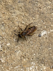 Campsomerinae