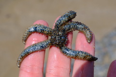 Coscinasterias muricata