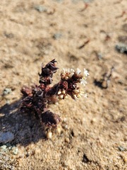 Crassula alpestris