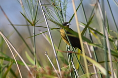 Agelasticus cyanopus