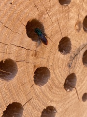 Chrysura